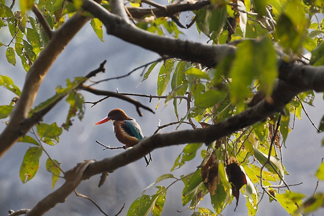 Keoladeo national park-057